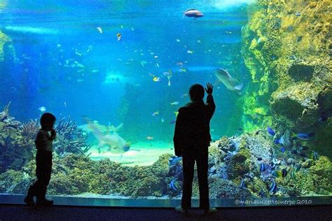 Sea Life Sydney Aquarium Sydney Tickets And Tours 2024