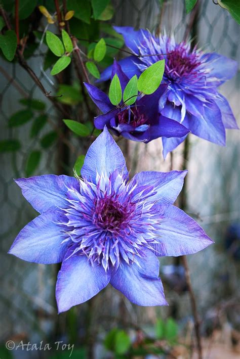 Blue Clematis By Nature Spirit Photographer Atala Toy