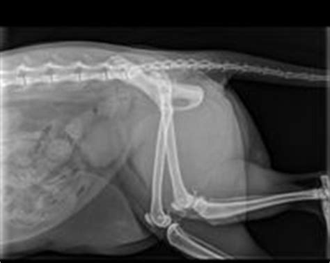 Hip dislocation, from hip dysplasia or from injury, along with a luxating patella (sliding knee cap) are among the most common dislocations seen in cats. Hip dislocation stock vector. Illustration of injury ...