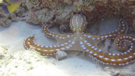 Night Octopus Or Ornate Octopus In Hawaii Scuba Dive Oahu