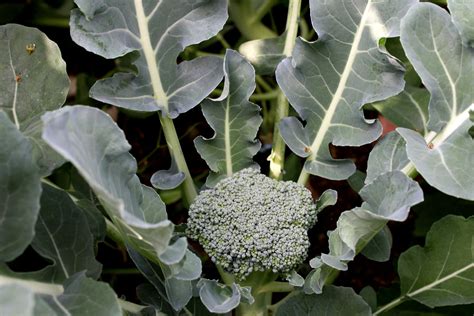 Free Picture Broccoli Plant Garden Vegetable Agriculture