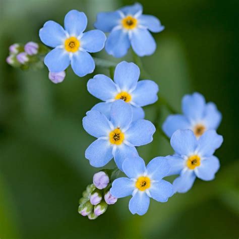 Maybe you would like to learn more about one of these? Myosotis Flower Garden Seeds - Compindi Forget Me Not ...