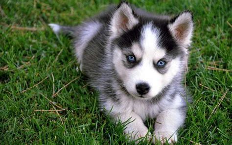 All will be ready by christmas we currently have new husky pups that were born three weeks ago, all colors and. Cute Husky Puppies With Blue Eyes | PETSIDI