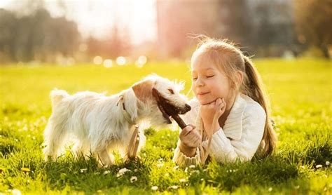 Toddlers seem to love to run after animals. 15 Best Small Dogs for Families with Kids