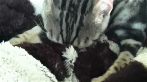 Bengal Kitten Nursing Kneading Sucking On Blanket Youtube