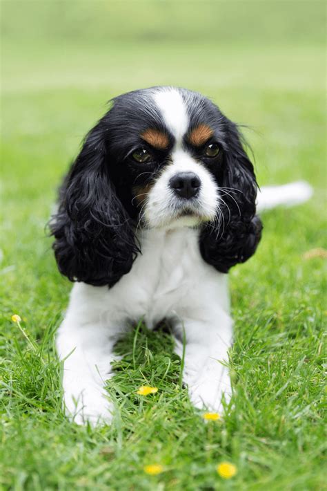 Find cavalier king charles in dogs & puppies for rehoming | find dogs and puppies locally for sale or adoption in canada : Best Quality Cavalier King Charles Puppies For Sale March 2021