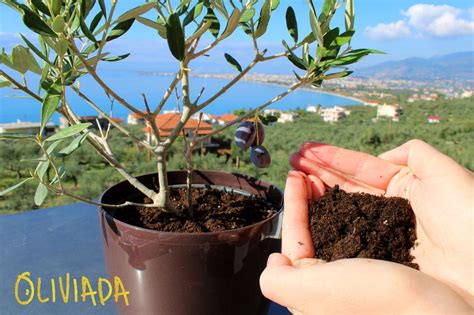 When selecting a container, opt for clay or wood. Best Soil For Olive Trees In Pots - Beginner's Guide
