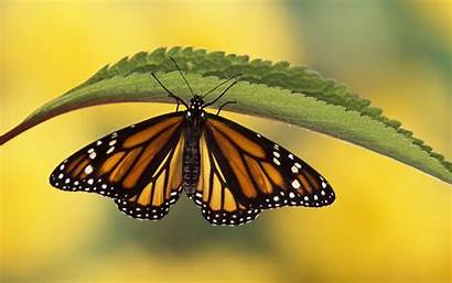 Desktop Butterfly Wallpapers Butterflies Blogthis Email