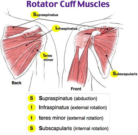 Image Result For Rotator Cuff Muscles Subscapularis Muscle