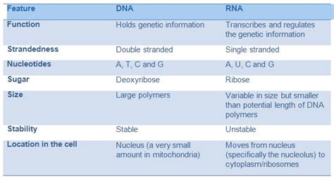 Dna Vs Rna The Differences And Similarities Vrogue Co