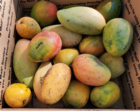 Premium Fresh Mangos Box Exotic Mangoes Rare Tropical Etsy