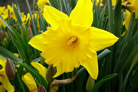 Daffodils Bloom In Early Spring And Provide A Bright Yellow Burst Of