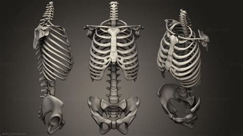 Anatomy Of Skeletons And Skulls Torso Skeleton Skeletal System ANTM