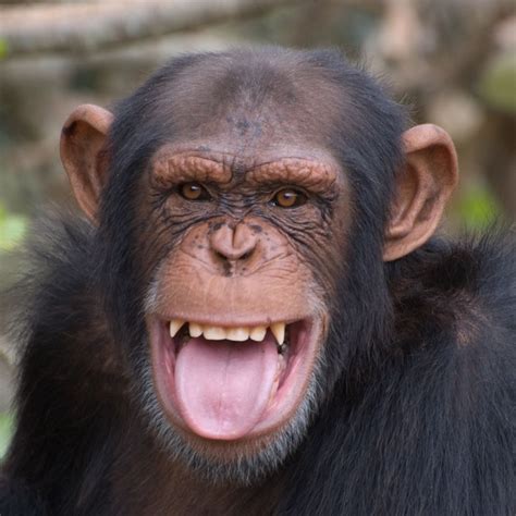 Chimpanzee History And Some Interesting Facts