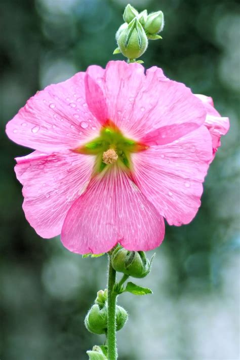 Mallow Stock Rose Blossom Bloom Pink Flower Garden Fragility