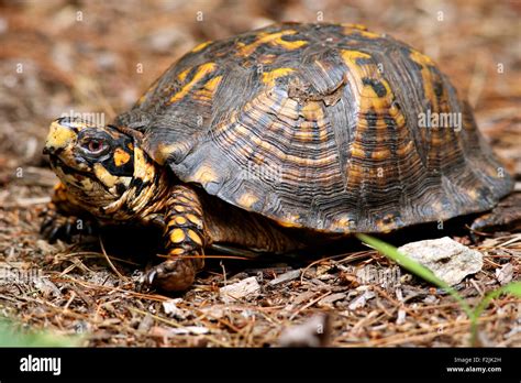 Eastern Box Turtle Brevard North Carolina Usa Stock Photo Alamy