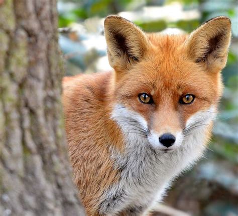 The Red Fox Is Typically Active At Dusk Crepuscular Or At Night