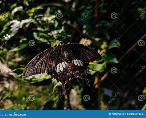 Pachliopta Aristolochiae The Common Rose Is A Swallowtail Butterfly