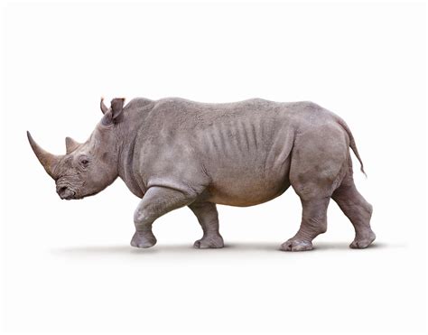 White Rhino Stock Images