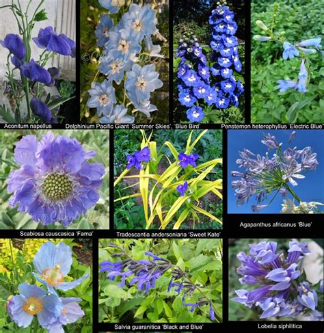 Select zone zone 3 zone 4 zone 5 zone 6 zone 7 zone 8 zone 9 zone 10. My Petal Press Garden Blog: Perennial Blue Flowers