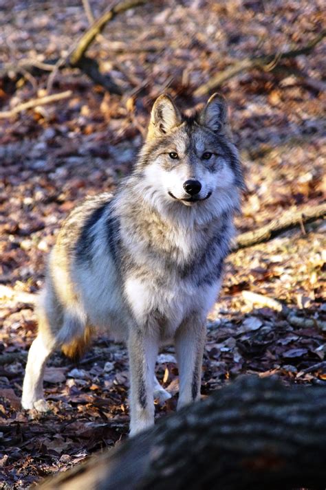 Historic Release Of Mexican Wolves Endangered Wolf Center