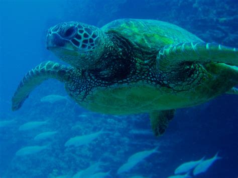 9625 Honu Hawaiian Green Sea Turtle ハワイアオウミガメ Flickr