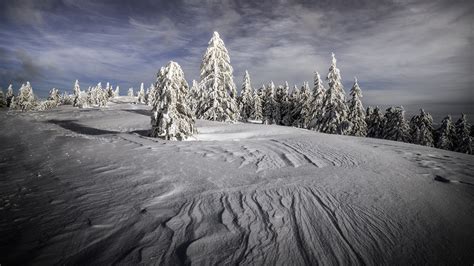 Snow Covered Mountain And Trees Covered With Snow Under