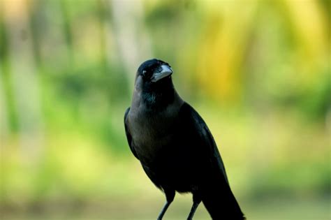 The Birds I Captured At Kerala