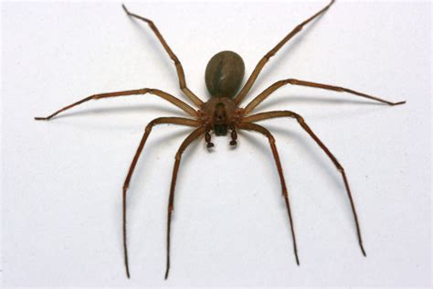 Woman Recovering From Bite After Finding 50 Recluse Spiders In Her Bedroom