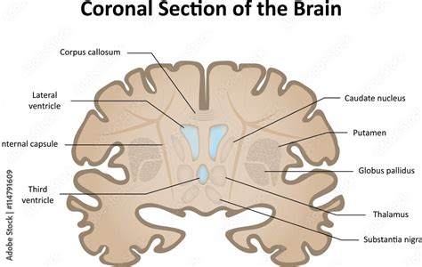 Coronal Brain Slice Stock Illustration Adobe Stock