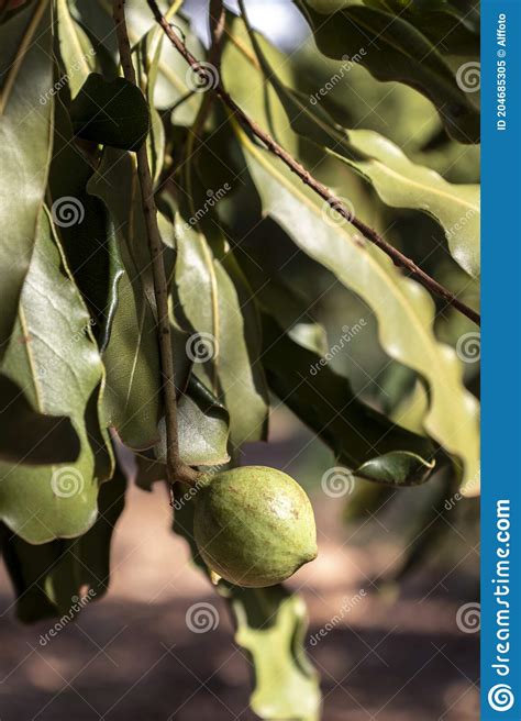 Macadamia Nuts On The Evergreen Tree Macadamia Plantation Stock Image