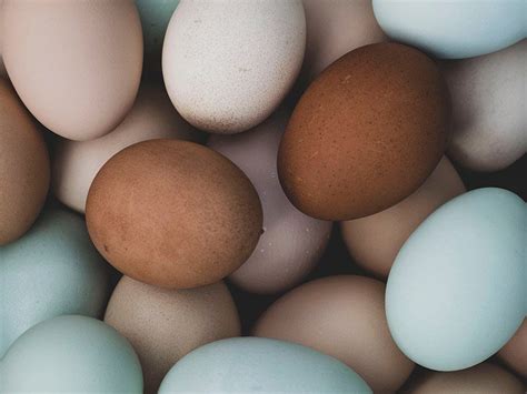 20 Chickens That Lay Colored Eggs