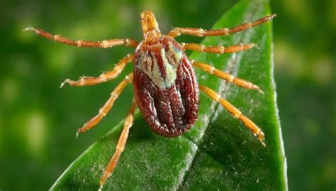 Female Wood Ticks Are Red 1 Country Pests