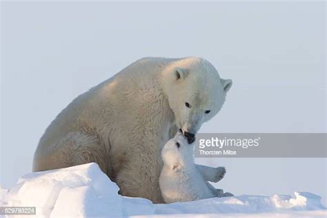 Polar Bear Cub Hug Photos And Premium High Res Pictures Getty Images