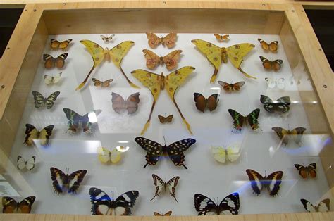 Filecas Butterfly Collection
