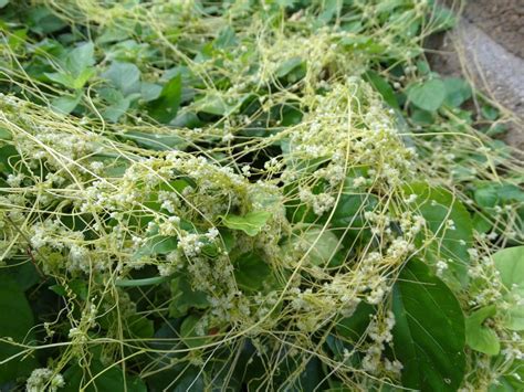Gardening With The Masters Have You Met Dodder This Parasitic Plant
