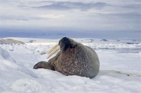 Walrus Norsk Polarinstitutt