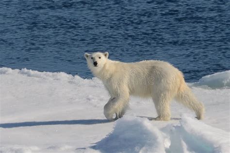 Hungry Polar Bear Hunting For Food Stock Image Image Of Ursus