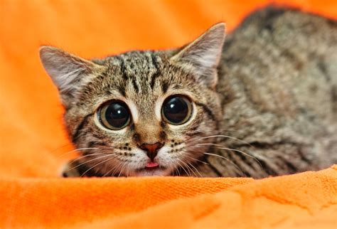 Funny Cat With Big Eyes On Orange Christiane Schimmel
