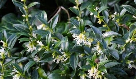 Sarcococca Hookeriana Small Evergreen Plant With White Fragrant