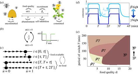 Colony Dynamics In The Single Feeder Model A Schematic Of Group