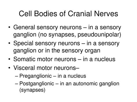 ppt neuroanatomy of cranial nerves powerpoint presentation free download id 3735903