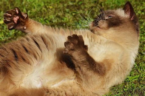 Kostenlose Bild Porträt Fell Niedlich Tier Hauskatze Katze