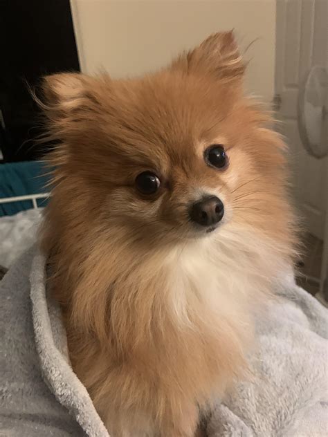 This Is Freyja We Think Shes A Pomeranian X Chihuahua She Was A
