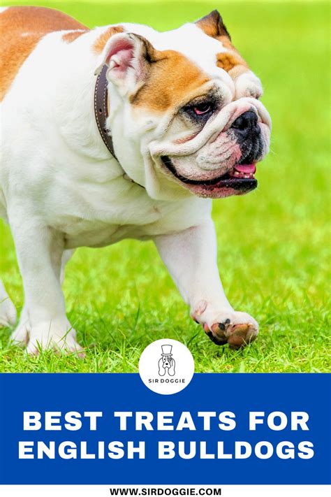 Best Treats For English Bulldogs Discover 5 Healthy And Tasty Options