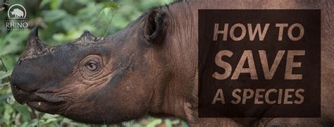 How To Save A Species International Rhino Foundation