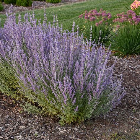 1 Gallon Plant Russian Sage Perennial Fragrant Upright Clump Of