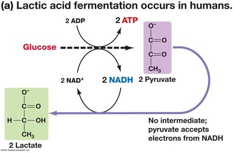 It generates quick energy for muscles and heart during exercise, aids in carbohydrate metabolism and can be used to replenish liver glycogen (bergman et al. Grade 12 Biology > Muscat > Flashcards > Anaerobic ...