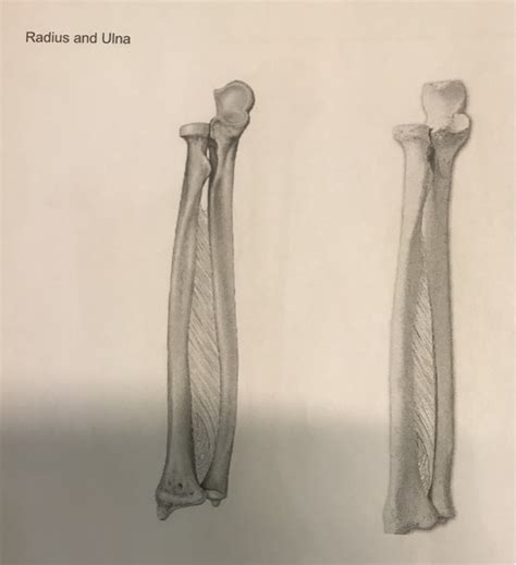 The radius and ulna are two parallel bones which extend from your elbow to your wrist. Solved: 6. Radius And Ulna: A. Label Each Diagram As Anter... | Chegg.com