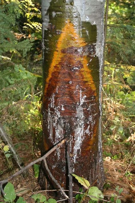 Symptoms And Signs On White Pine Diseases Of Forest And Shade Trees